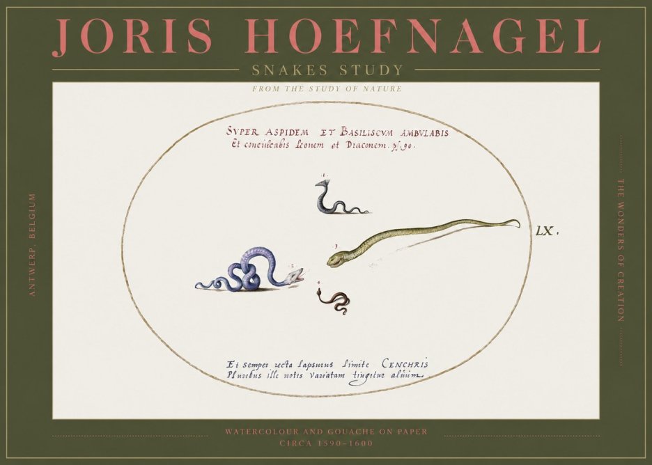 Joris Hoefnagel Studies of Serpents No3 - Poster