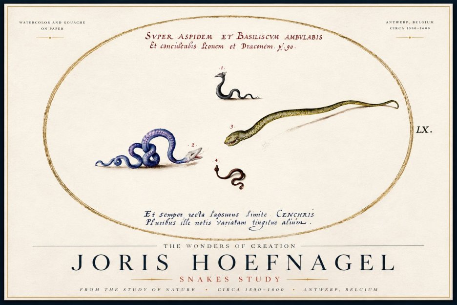 Joris Hoefnagel Studies of Serpents No6 - Poster
