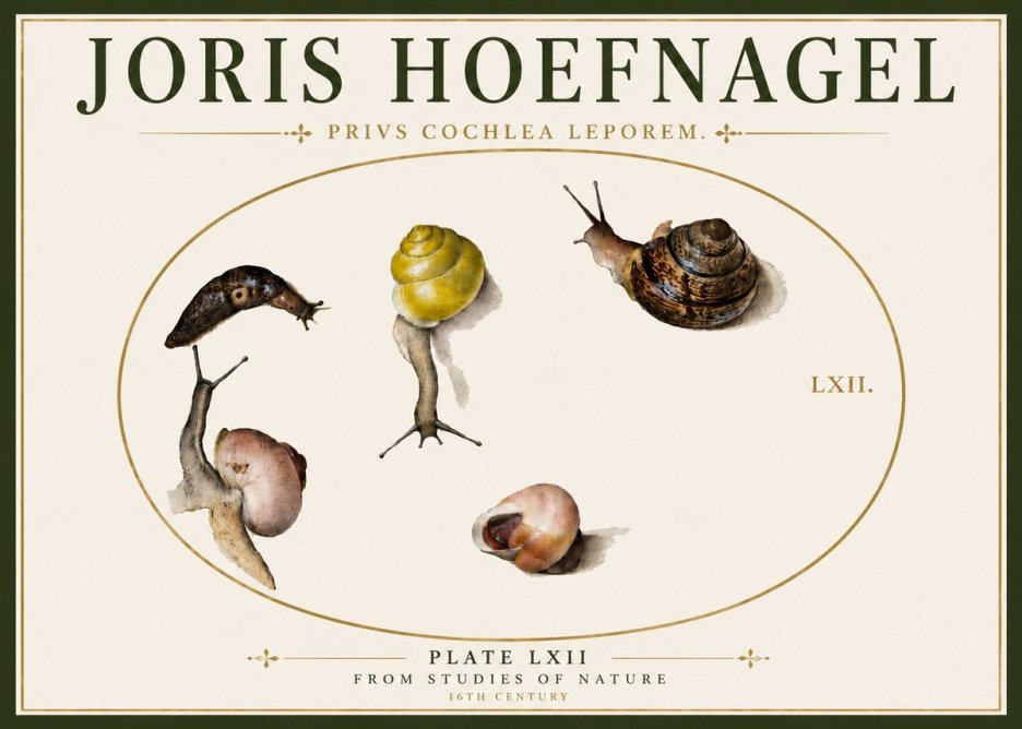Joris Hoefnagel Privs Cochlea Leporem. No6 - Poster