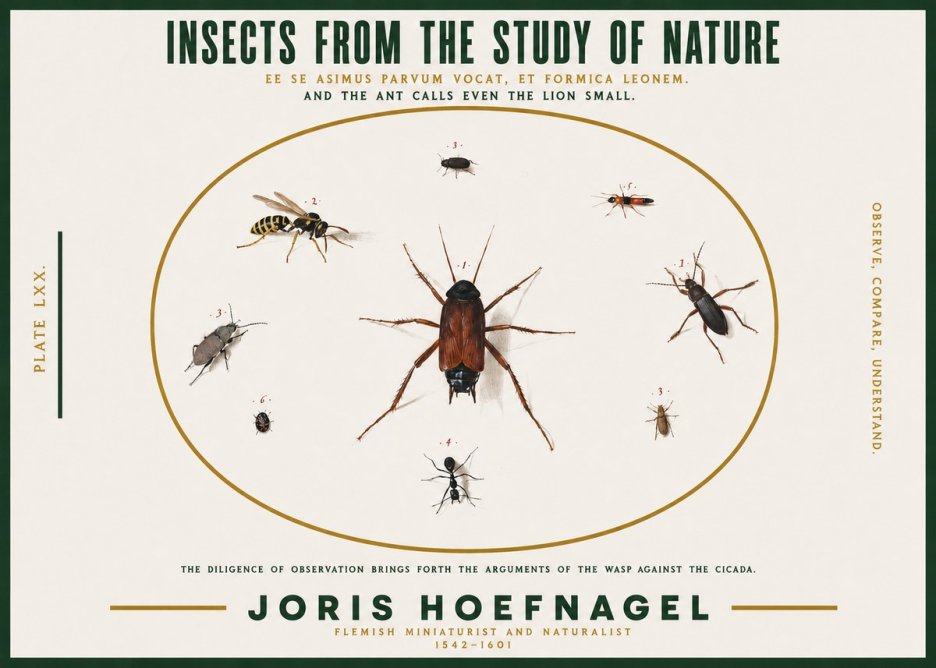 Joris Hoefnagel Insects from the Study of Nature No2 - Poster