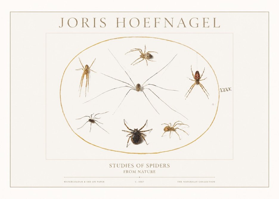 Joris Hoefnagel Studies of Spiders from Nature No1 - Poster
