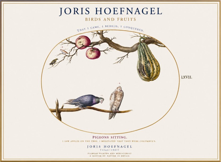 Joris Hoefnagel Pigeons Sitting. No1 - Poster