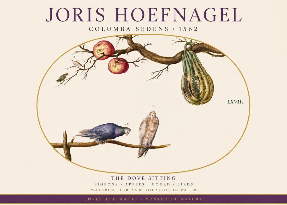 Joris Hoefnagel Pigeons Sitting. No4 - Poster