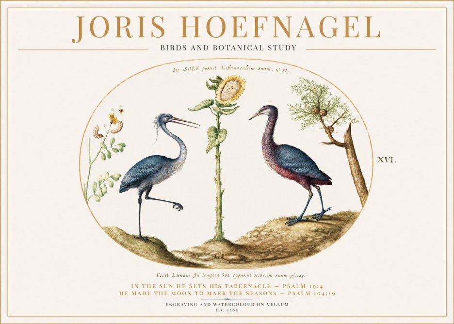 Joris Hoefnagel Birds and Plants Under the Sun No2 - Poster