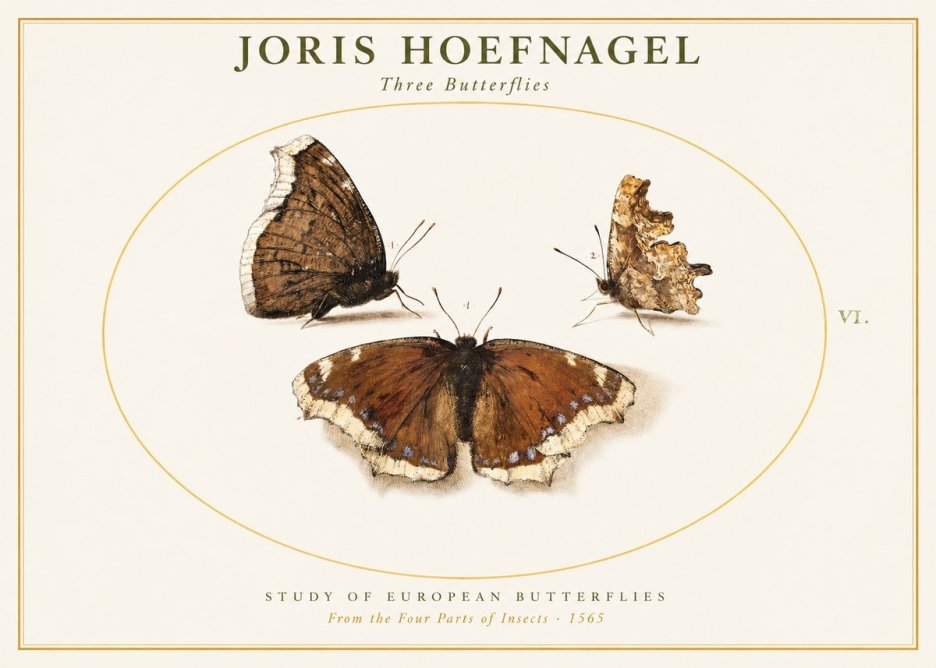 Joris Hoefnagel Three Butterflies I No1 - Poster