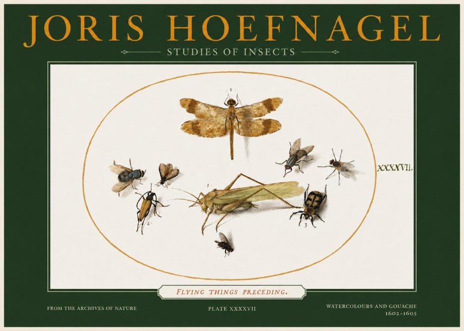 Joris Hoefnagel Flying Things Preceding. No2 - Poster