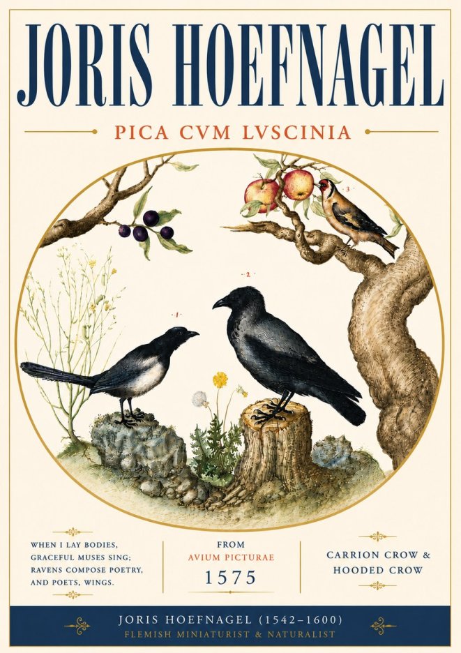 Joris Hoefnagel Carrion Crow & Hooded Crow No6 - Poster