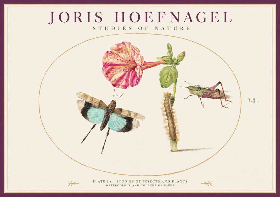 Joris Hoefnagel Plate L1. Studies of Insects and Plants No1 - Poster