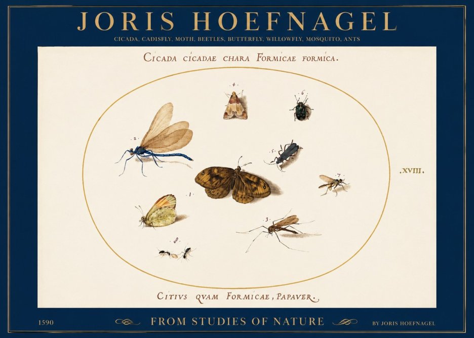 Joris Hoefnagel Cicada Cicadae Chara Formicae Formica. No2 - Poster