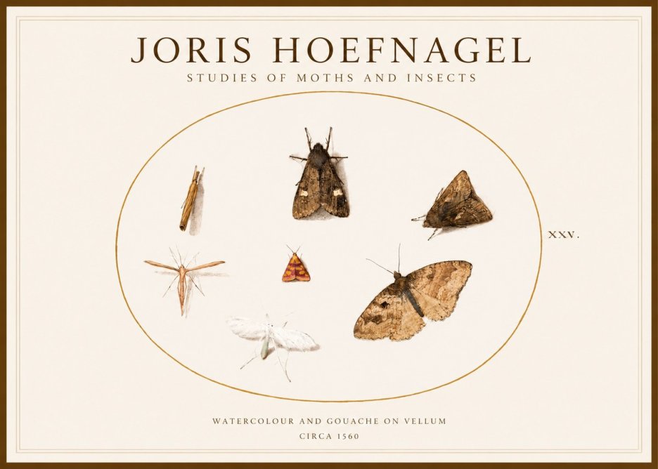 Joris Hoefnagel Studies of Moths and Insects - Xxv. No1 - Poster