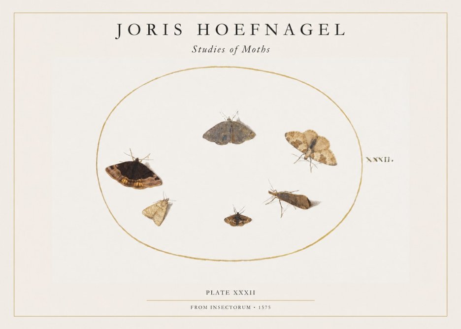 Joris Hoefnagel Studies of Moths III No1 - Poster