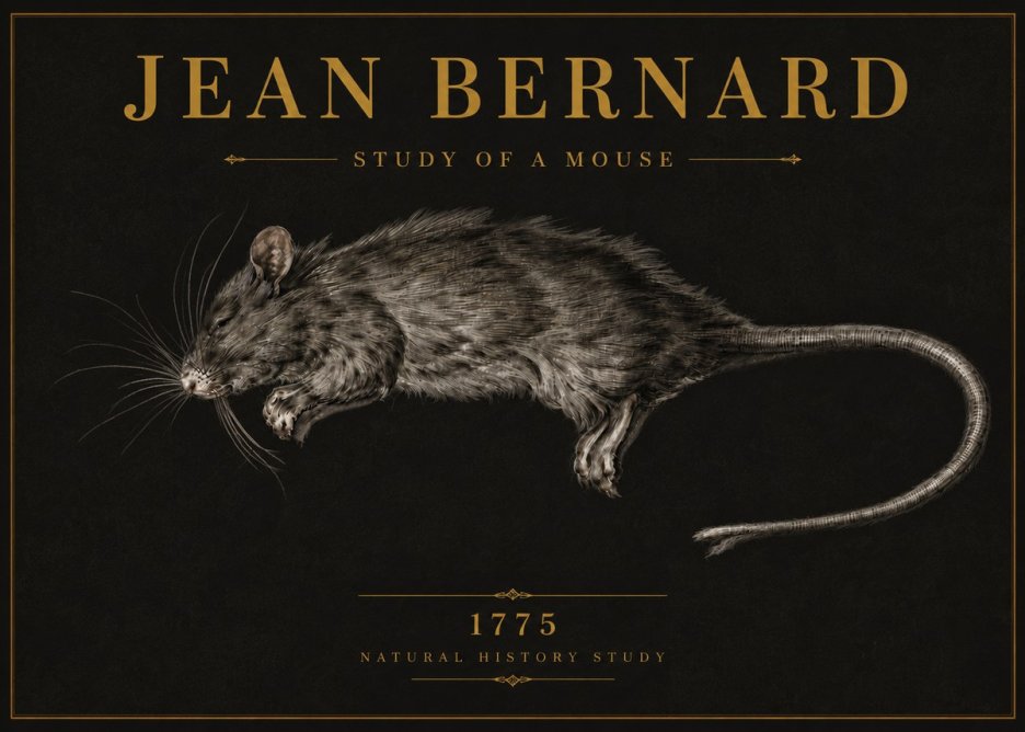 Jean Bernard Study of a Mouse II No6 - Poster