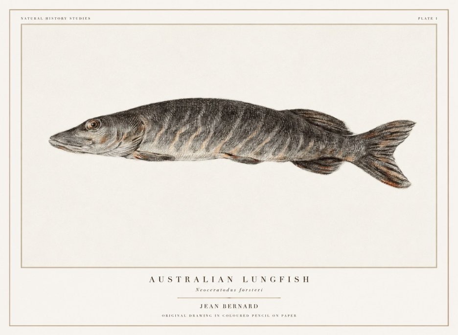 Jean Bernard Australian Lungfish No1 - Poster