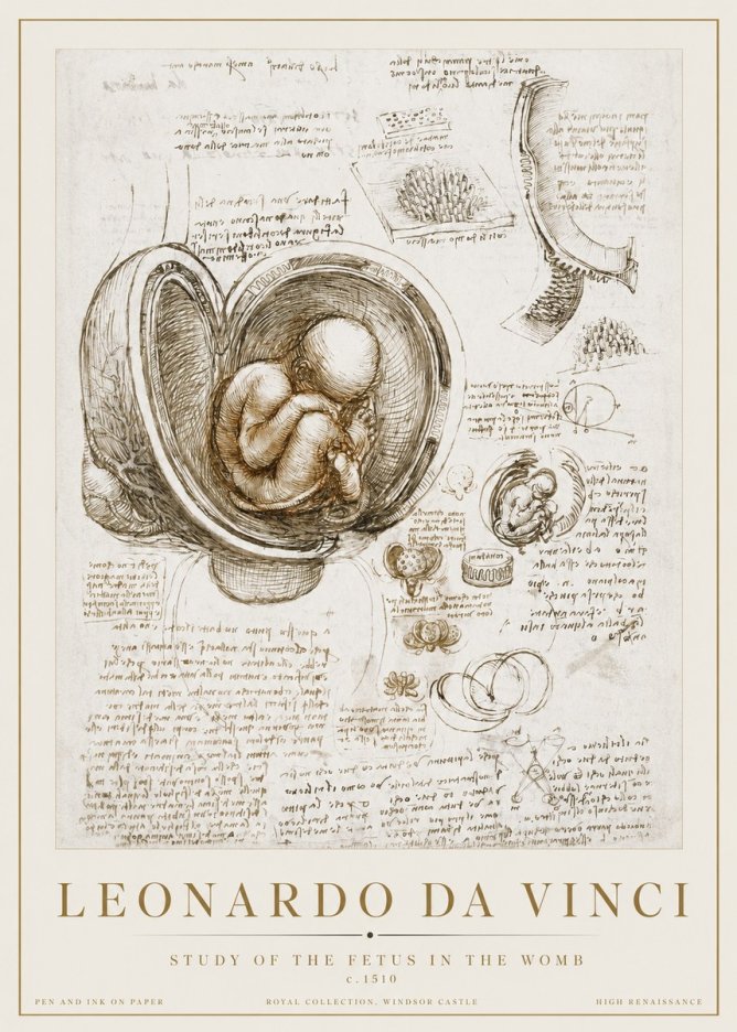 Leonardo da Vinci Studies of the Fetus in the Womb No3 - Poster