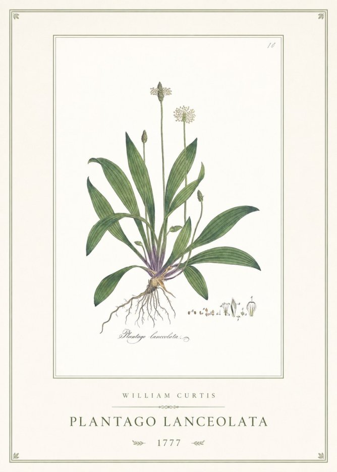 William Curtis Plantago Lanceolata II No1 - Poster