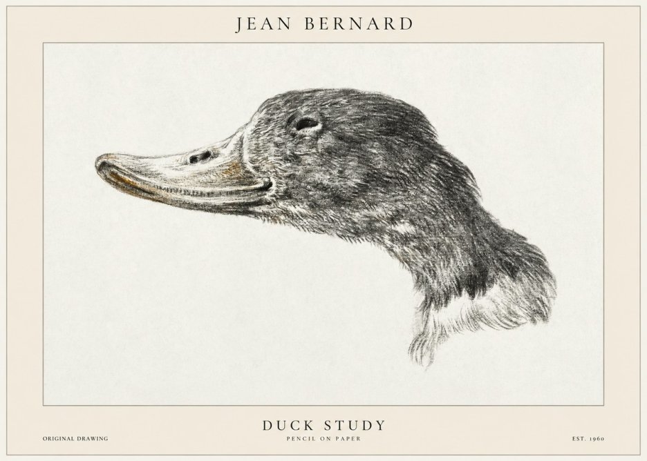 Jean Bernard Study of a Duck No2 - Poster