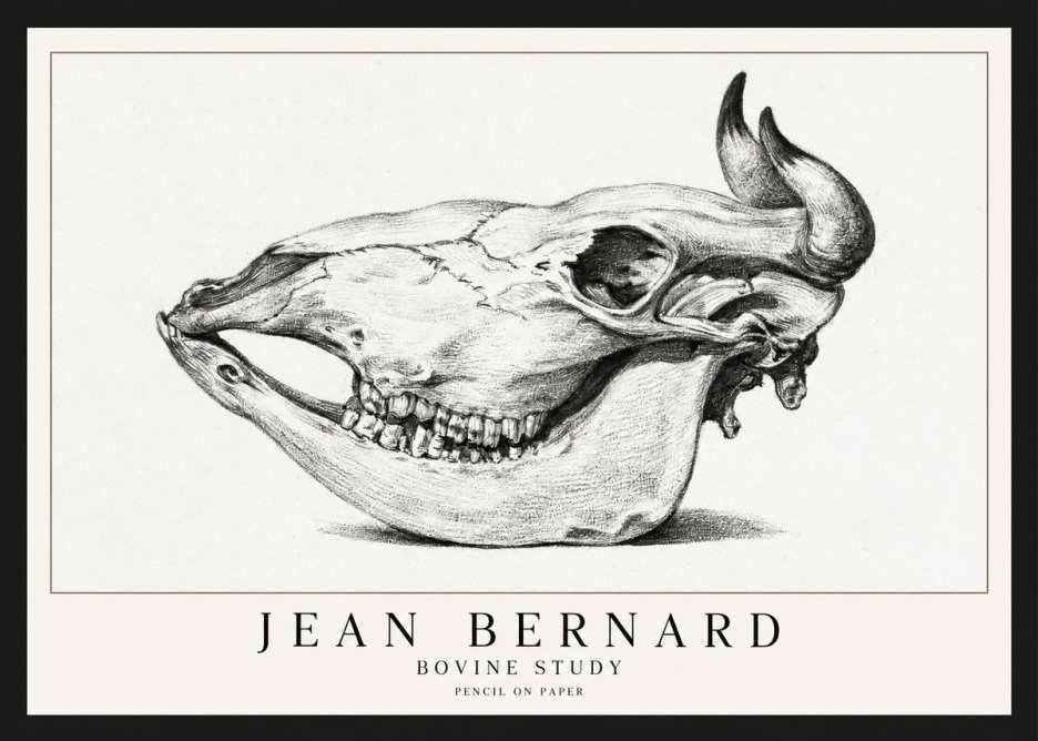 Jean Bernard Bovine Skull Study No2 - Poster