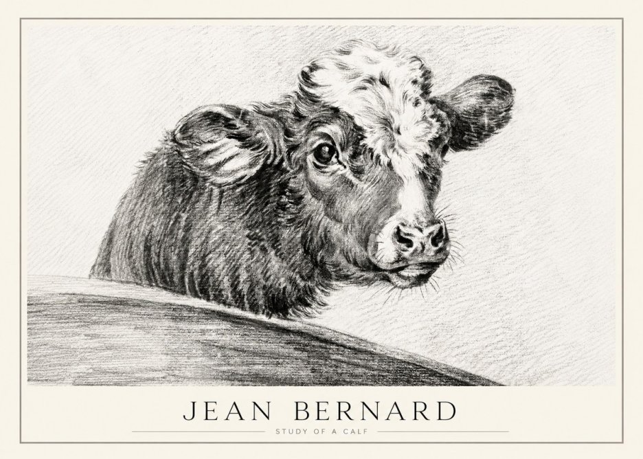 Jean Bernard Study of a Calf II No1 - Poster