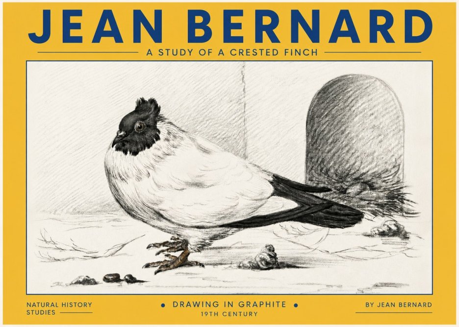 Jean Bernard A Study of a Crested Finch No4 - Poster