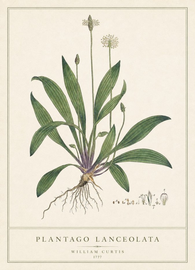 William Curtis Plantago Lanceolata III No1 - Poster