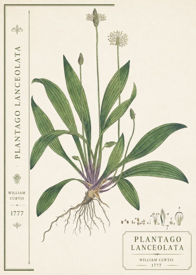 William Curtis Plantago Lanceolata III No2 - Poster