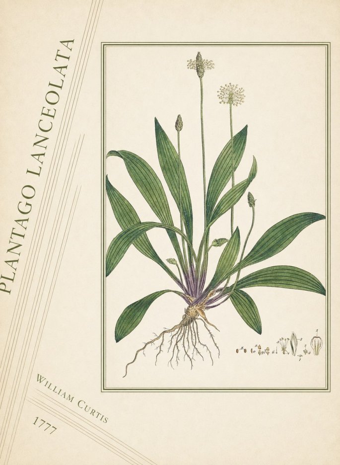 William Curtis Plantago Lanceolata III No4 - Poster