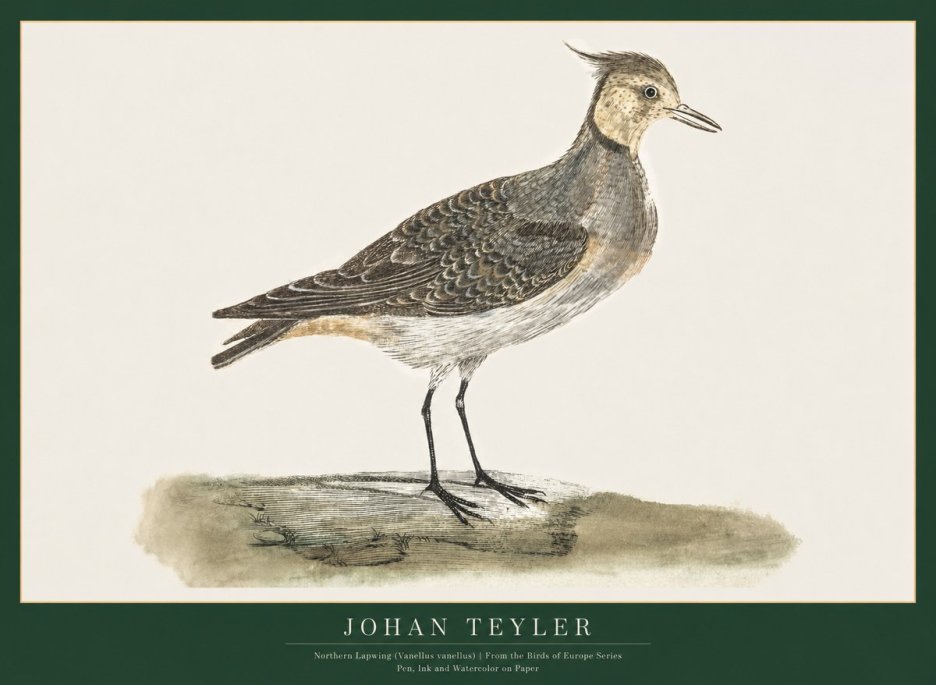 Johan Teyler Northern Lapwing (Vanellus Vanellus) No1 - Poster