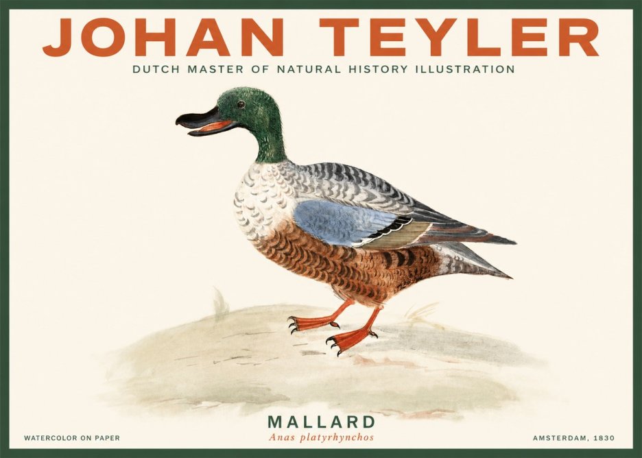 Johan Teyler A Study of a Duck No3 - Poster