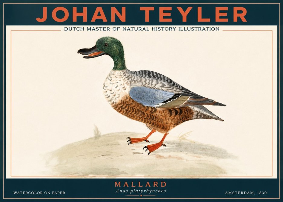 Johan Teyler A Study of a Duck No4 - Poster