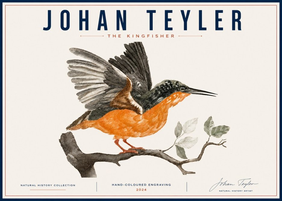 Johan Teyler Kingfisher No6 - Poster