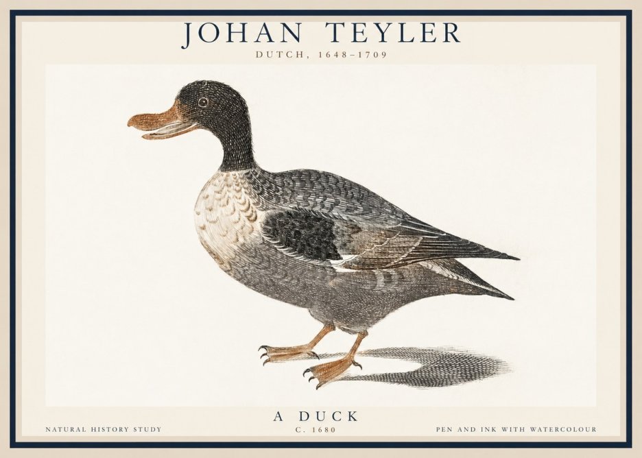 Johan Teyler Duck I No6 - Poster