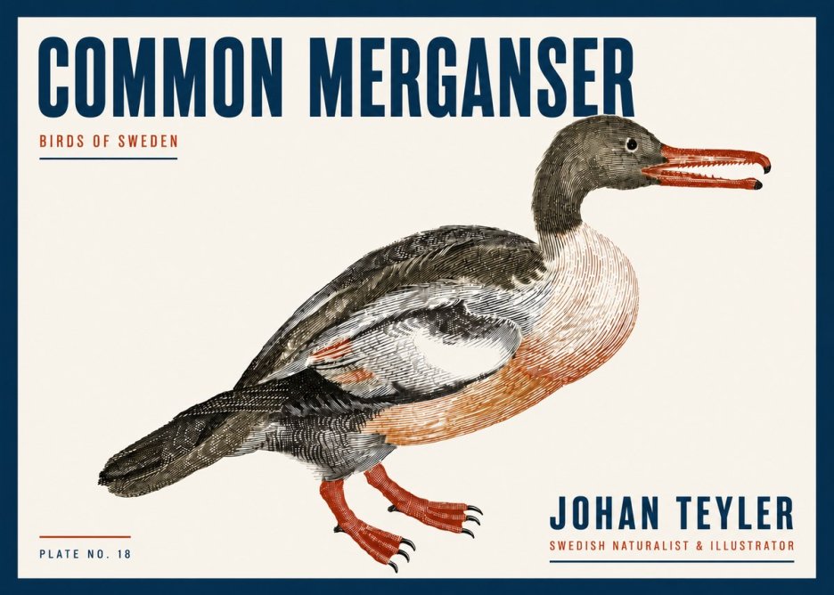 Johan Teyler Common Merganser No6 - Poster