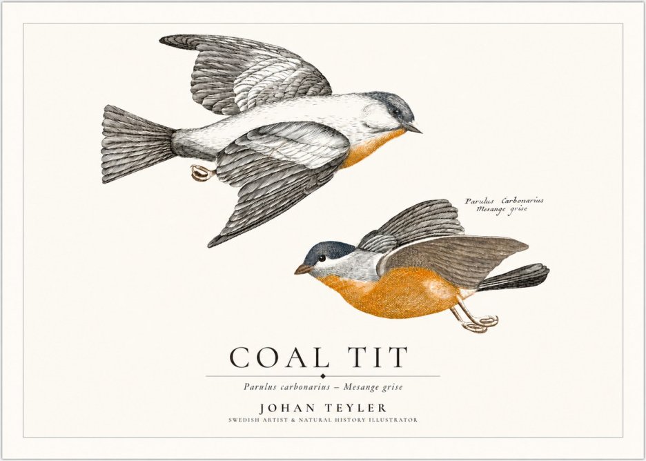 Johan Teyler Coal Tit No1 - Poster