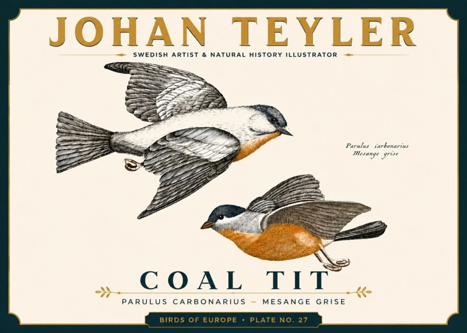 Johan Teyler Coal Tit No6 - Poster