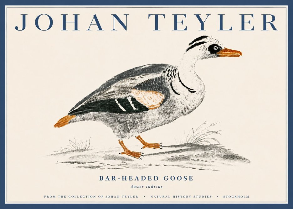 Johan Teyler Bar-headed Goose No4 - Poster
