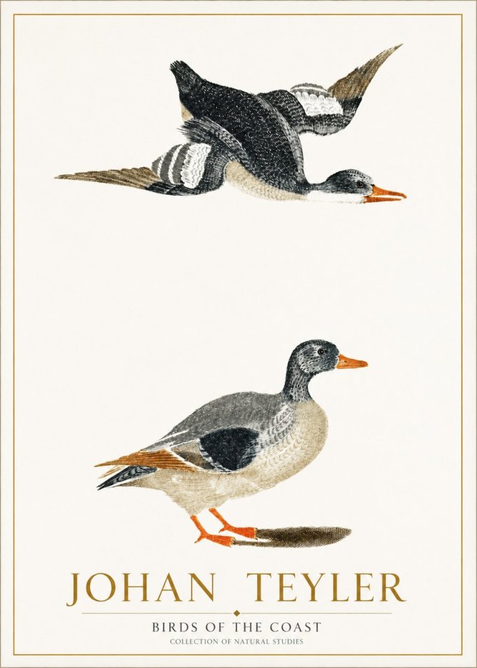 Johan Teyler Birds of the Coast No1 - Poster