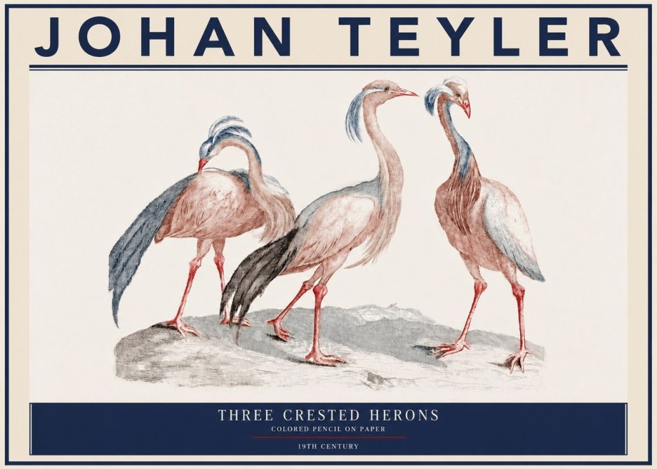 Johan Teyler Three Crested Herons No3 - Poster