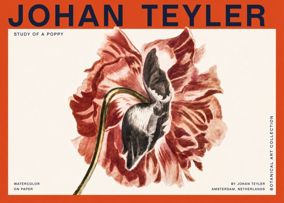 Johan Teyler Study of a Poppy No2 - Poster