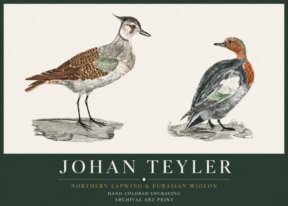 Johan Teyler Northern Lapwing & Eurasian Wigeon No3 - Poster