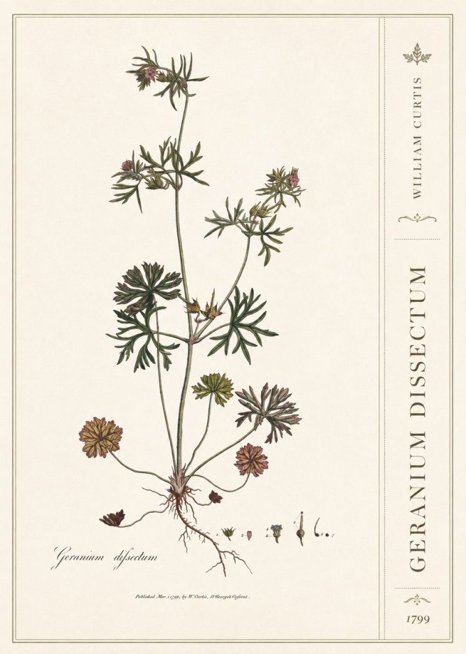William Curtis Geranium Dissectum I No2 - Poster