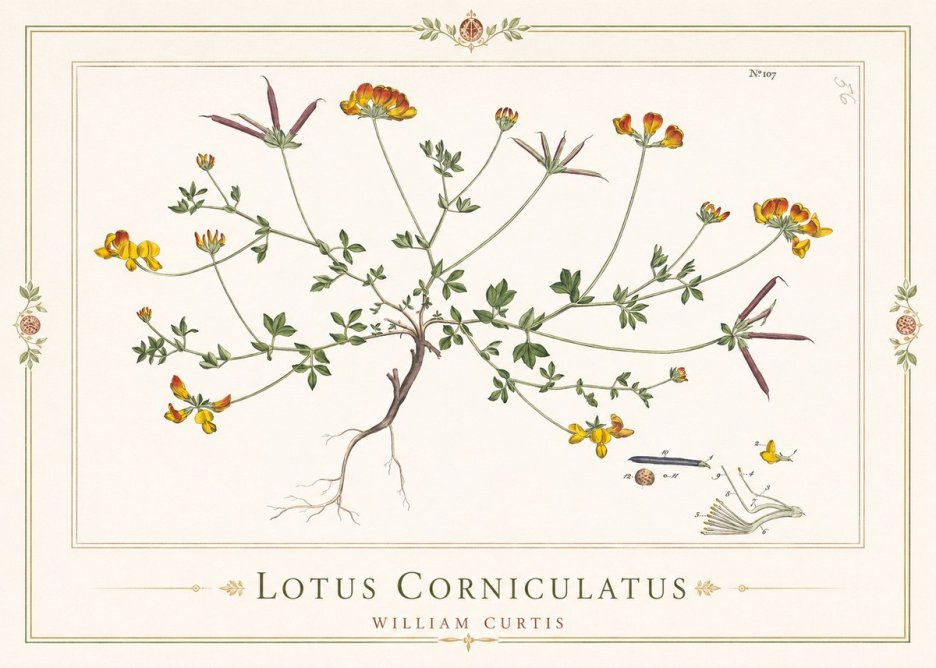 William Curtis Lotus Corniculatus I No1 - Poster