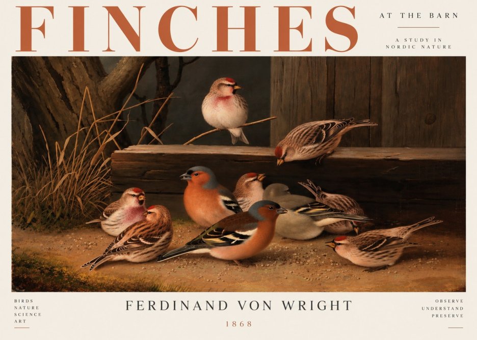 Ferdinand von Wright Finches No5 - Poster