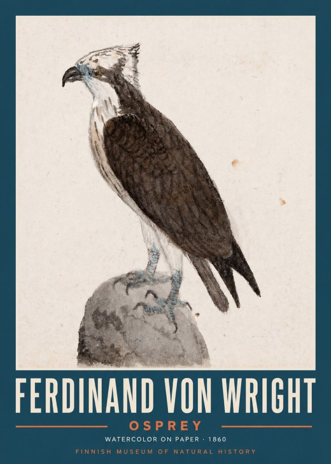 Ferdinand von Wright Osprey No2 - Poster