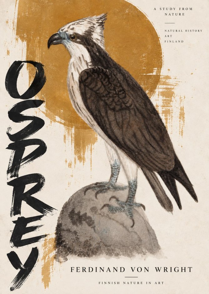 Ferdinand von Wright Osprey No5 - Poster