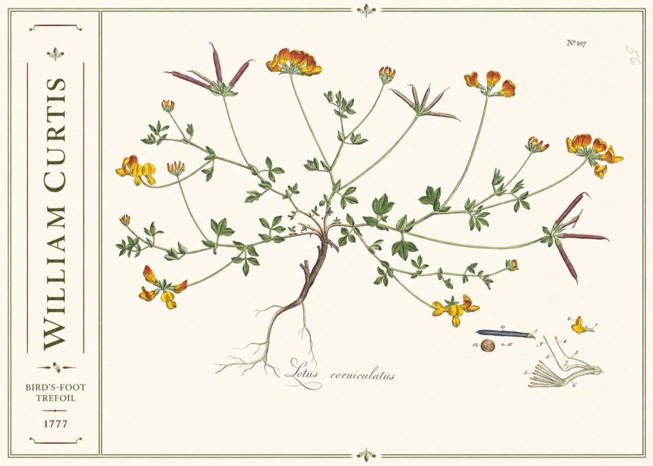 William Curtis Bird's-foot Trefoil No2 - Poster