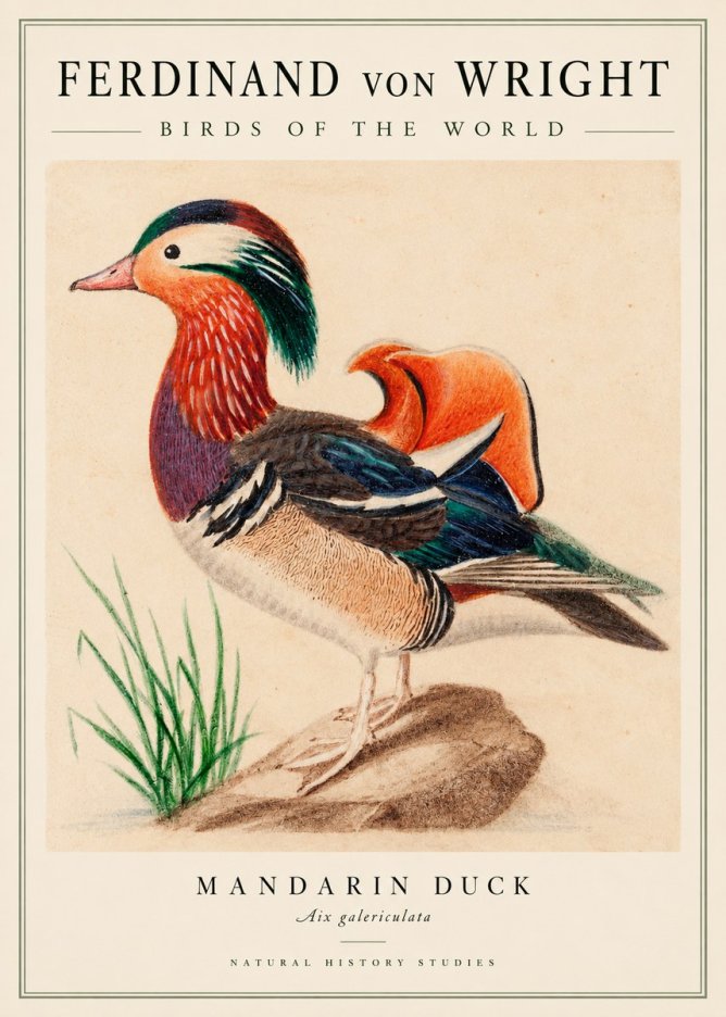 Ferdinand von Wright Mandarin Duck No3 - Poster