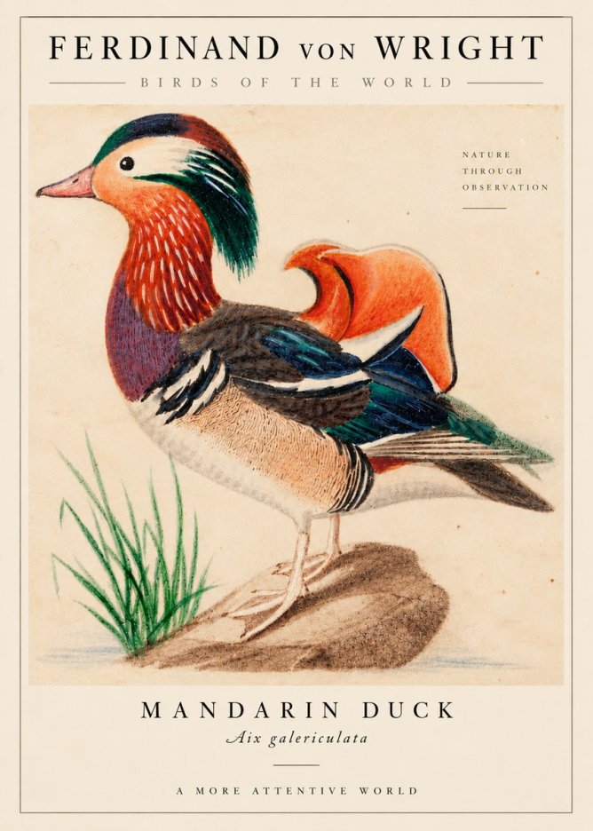 Ferdinand von Wright Mandarin Duck No6 - Poster