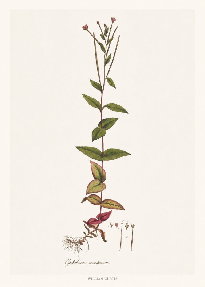 William Curtis Epilobium Montanum. No6 - Poster