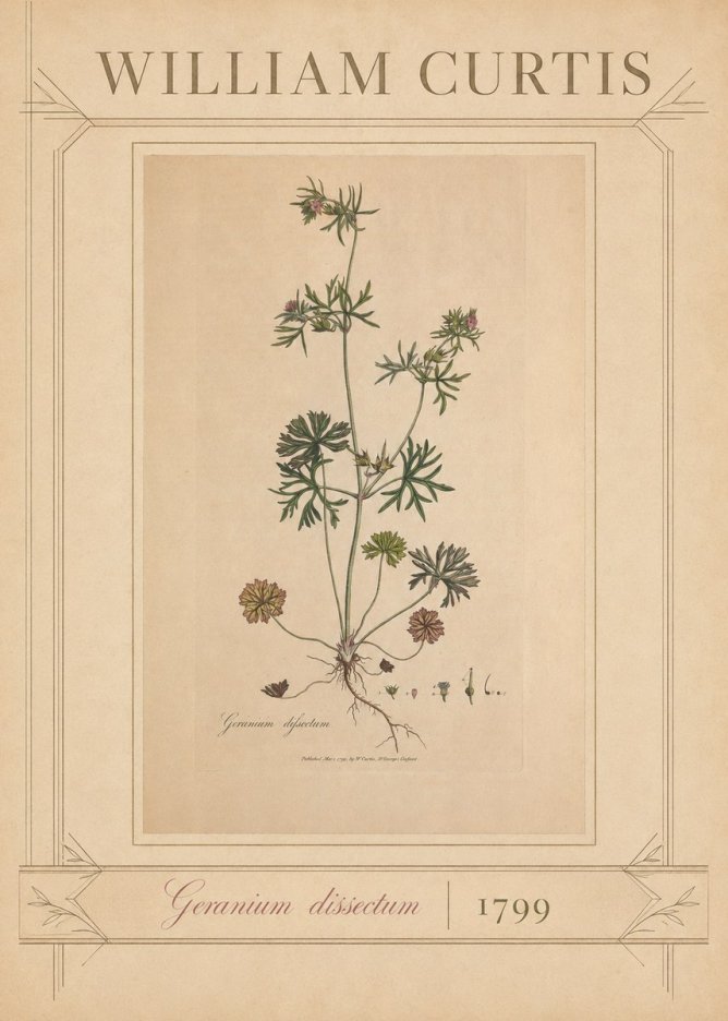 William Curtis Geranium Dissectum II No3 - Poster