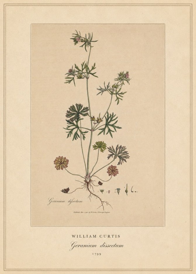 William Curtis Geranium Dissectum II No4 - Poster